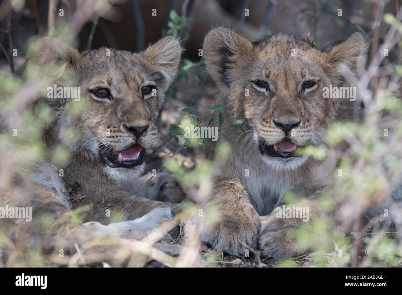 Dos león (Panthera leo) cubs descansando en semi-sombra en Savuti, Chobe NP, Botswana Foto de stock