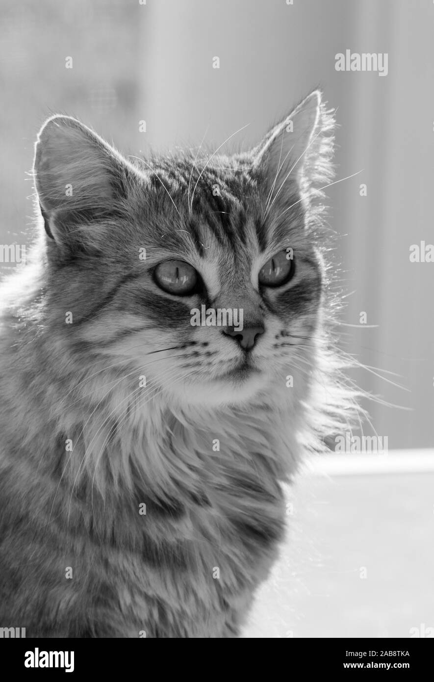 Lindo gato doméstico de raza siberiana de relax piscina Foto de stock