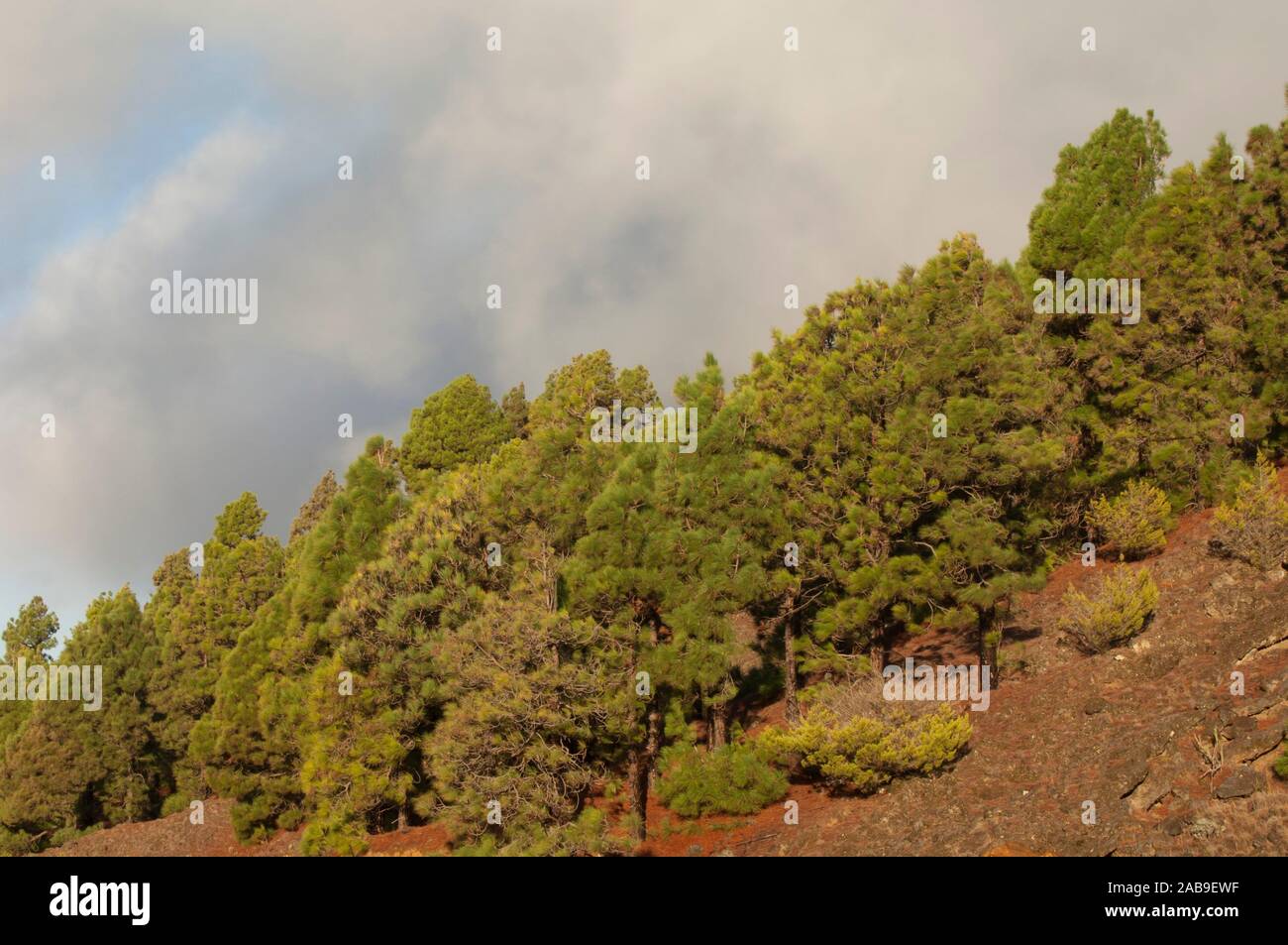 creativo virtual precoz Bosque de pino canario (Pinus canariensis). La Hoya del Morcillo. Parque  Rural de frontera. El Pinar. El Hierro. Islas Canarias. España Fotografía  de stock - Alamy