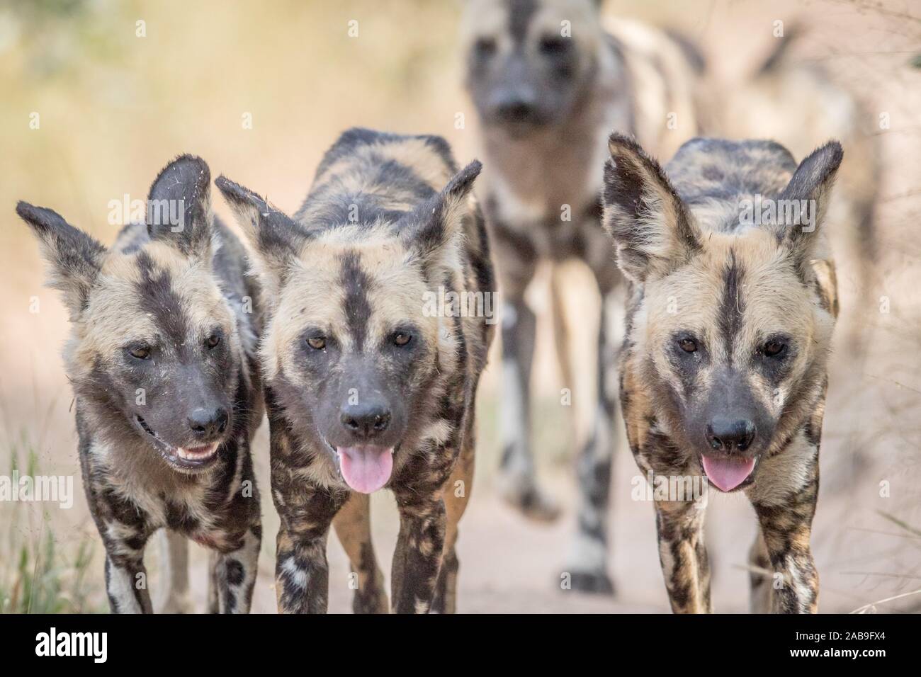 Los Perros Salvajes Africanos Caminando Hacia La Cámara En El Parque Nacional Kruger Sudáfrica 