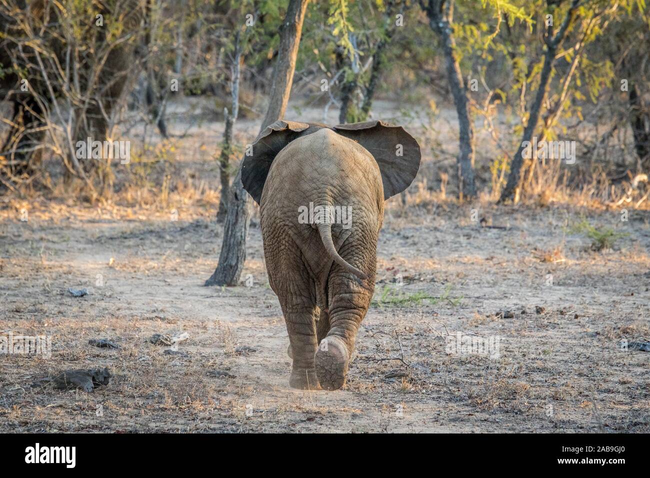 Elefante joven caminando en el Kapama Game Reserve, Sudáfrica. Foto de stock