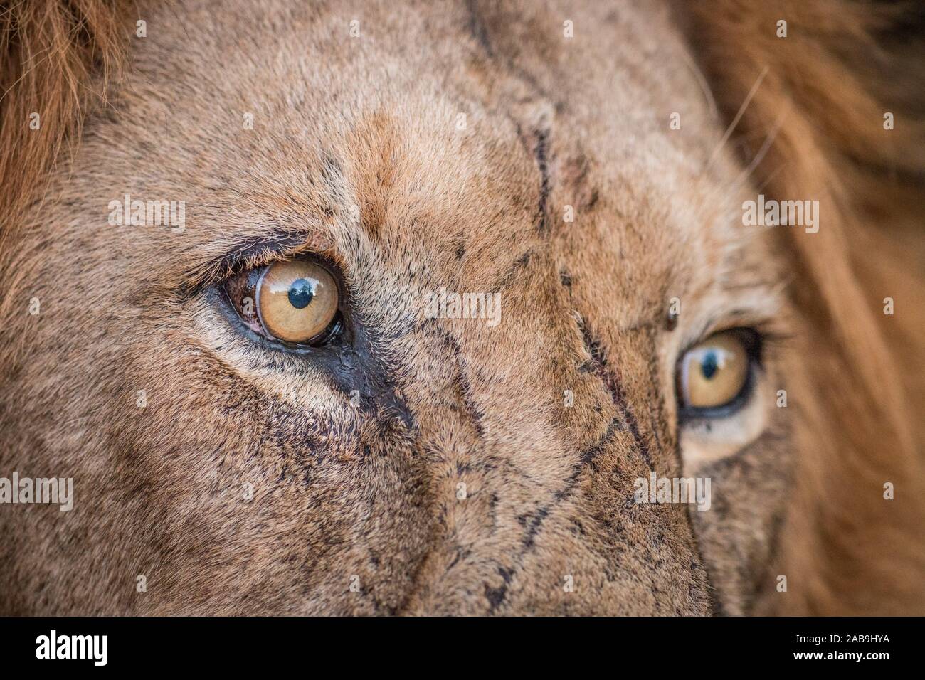 Cerrar de ojos de León en el Parque Nacional Kruger, Sudáfrica. Foto de stock