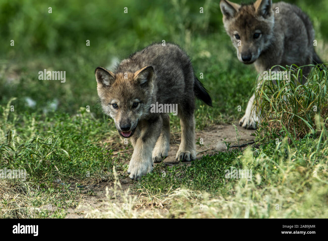 Dos crías de Lobo gris Oriental caminar a lo largo del camino. Foto de stock