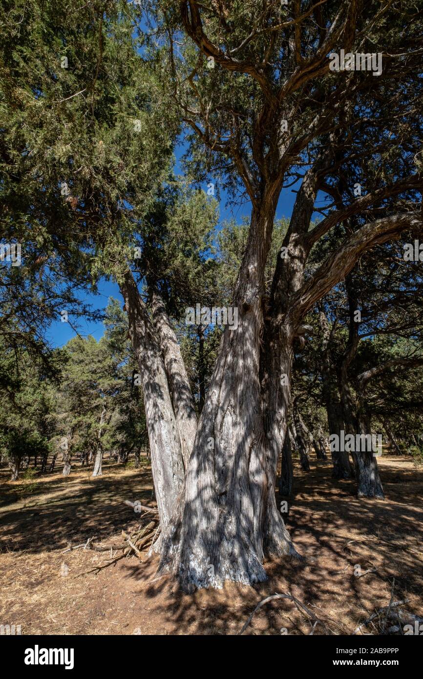 Sabina albar de cinco guias (Juniperus thurifera), árbol monumental catalogado, Espacio Natural del Sabinar de Calatañazor, Soria, Comunidad Autónoma Foto de stock