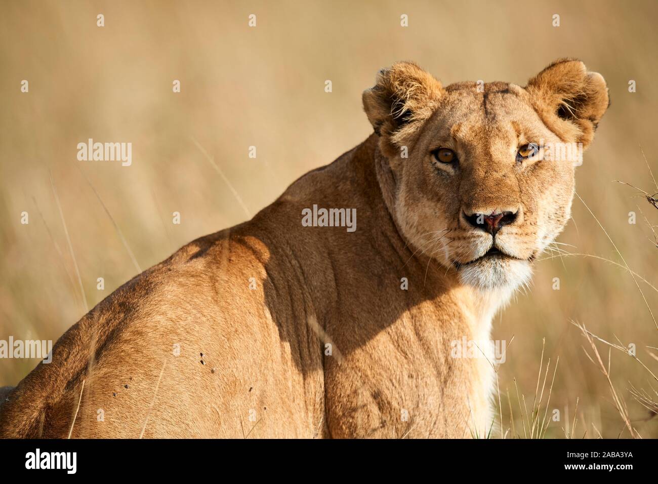 Retrato de León (Panthera leo) Reserva Nacional de Masai Mara, Kenya. Foto de stock