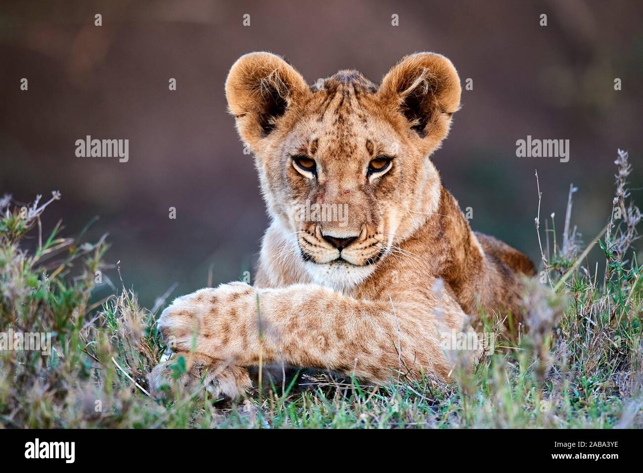Cachorro de león retrato (Panthera leo) Reserva Nacional de Masai Mara, Kenya. Foto de stock