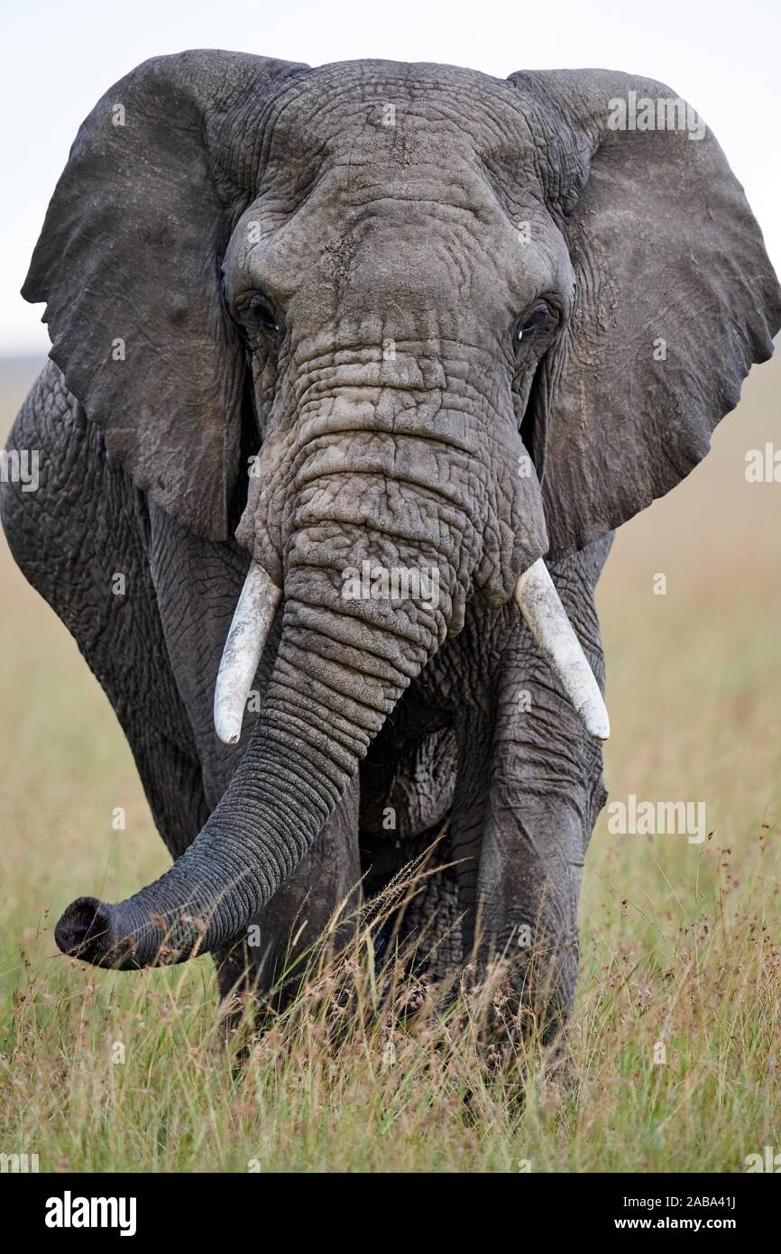 Retrato del elefante africano (Loxodonta africana). Reserva Nacional de Masai Mara, Kenya. Foto de stock