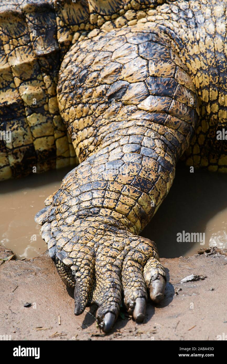 El cocodrilo del Nilo (Crocodylus niloticus) cerca de la parte posterior del pie. Reserva Nacional de Masai Mara, Kenya. Foto de stock