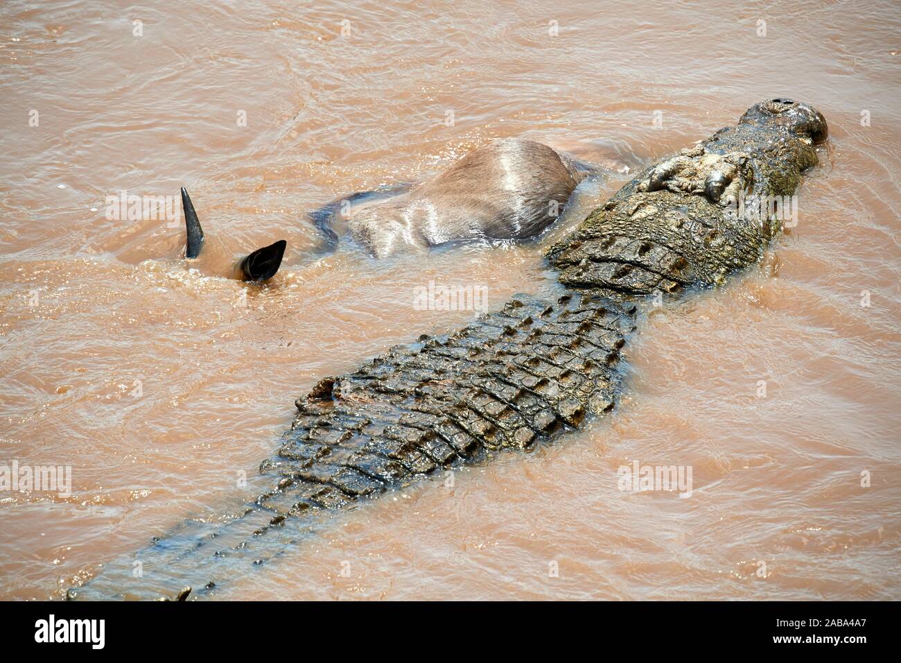 El cocodrilo del Nilo (Crocodylus niloticus) atacan a un ñu (Connochaetes taurinus) que cruza el río Mara. Reserva Nacional de Masai Mara, Kenya. Foto de stock