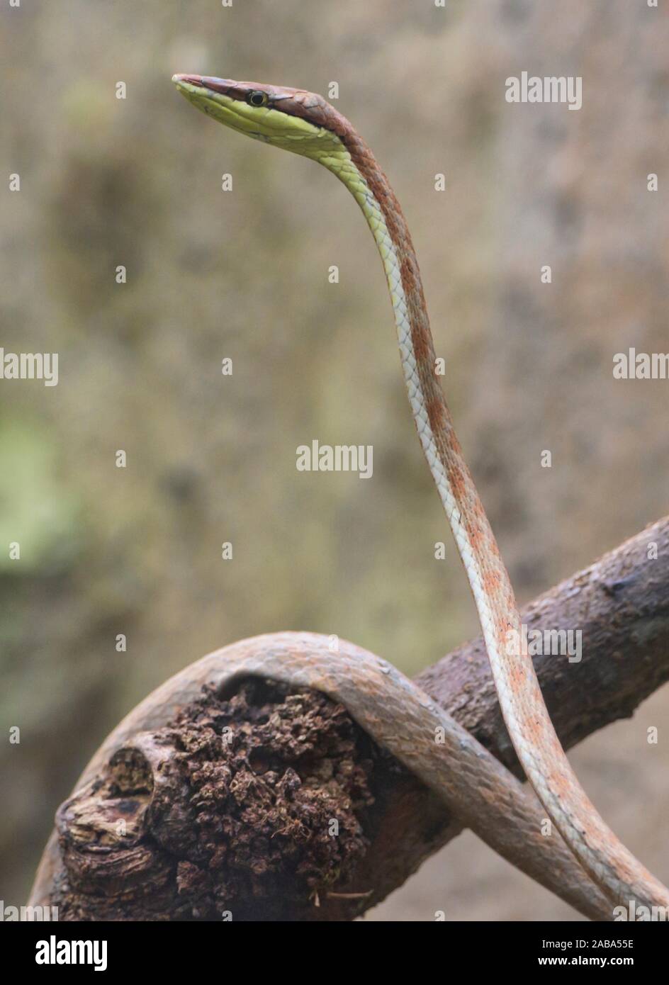 La viña de Cope snake (oxybelis brevirostris), Ecuador. Foto de stock