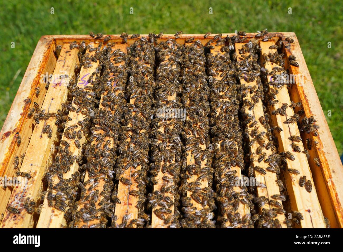 Las abejas de miel, Carniolan Santa Giustina, Belluno, Italia, Europa Foto de stock