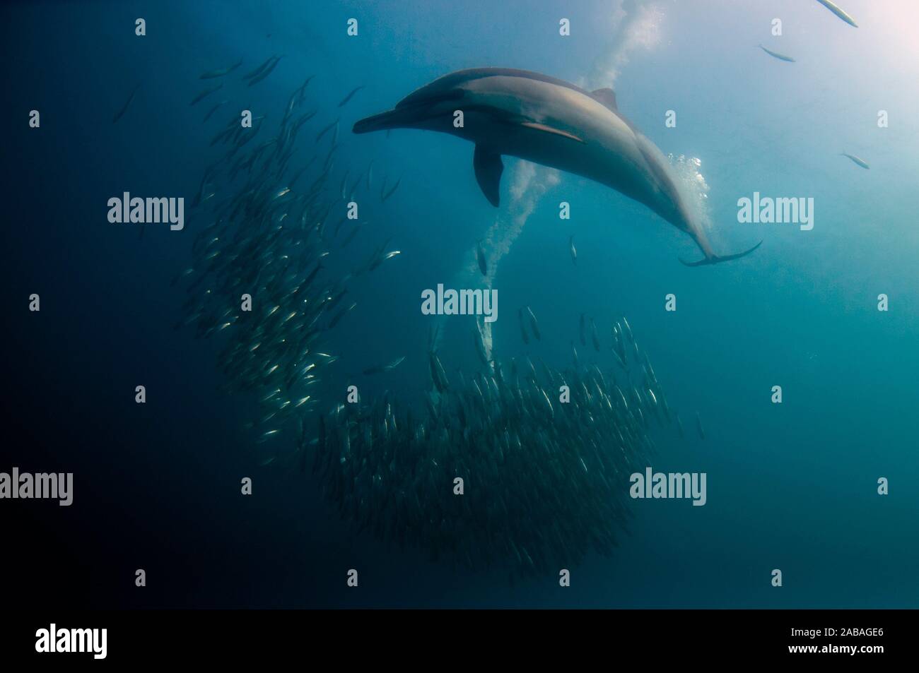 Larga picuda Delfín Común (Delphinus capensis familia Delphinidae) y