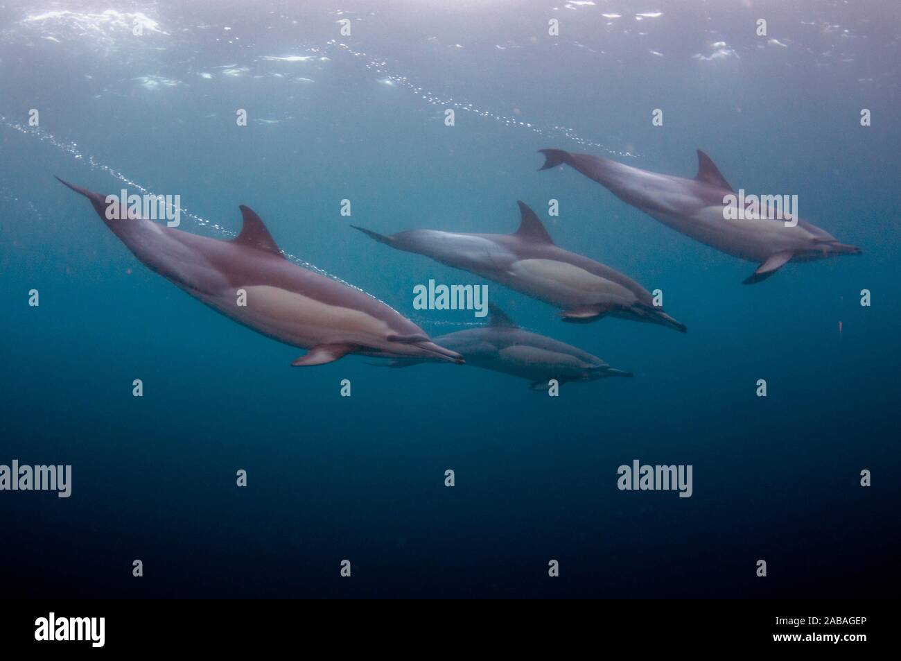 Larga picuda delfines comunes (Delphinus capensis familia Delphinidae) con burbujas detrás de streaming, Port St Johns, Costa Salvaje, Eastern Cape, Foto de stock
