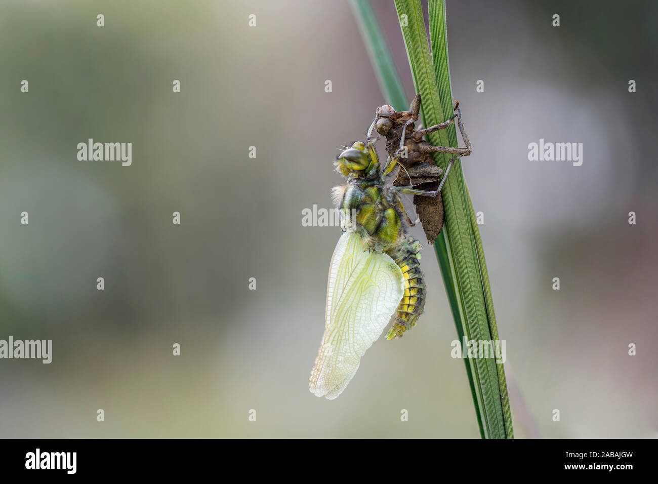 Cuerpo amplio Chaser Dragonfly; Libellula depressa; emergentes; UK Foto de stock