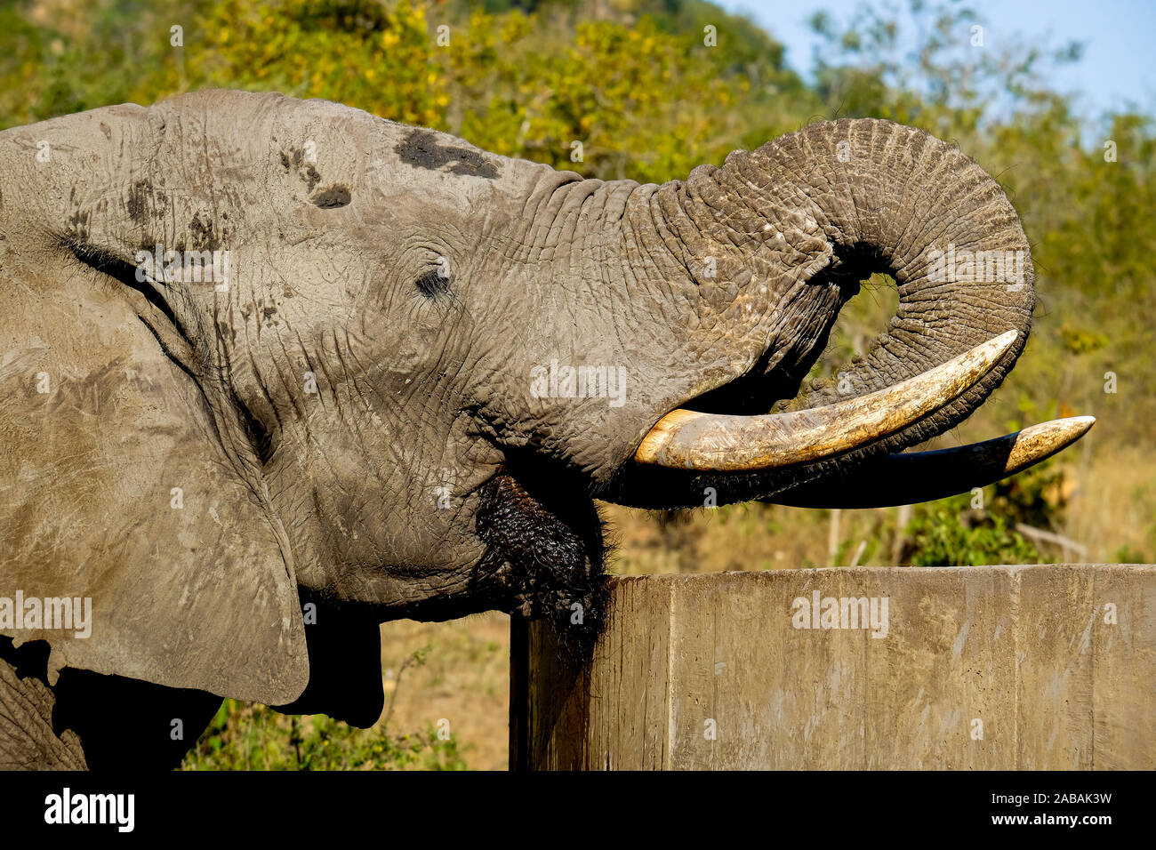 Close-up de un elefante africano macho bull agua potable Foto de stock