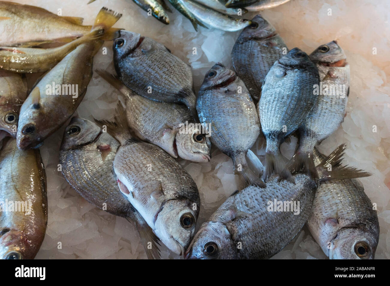 Frische Fische zum Verkauf en einer Markthalle. Foto de stock