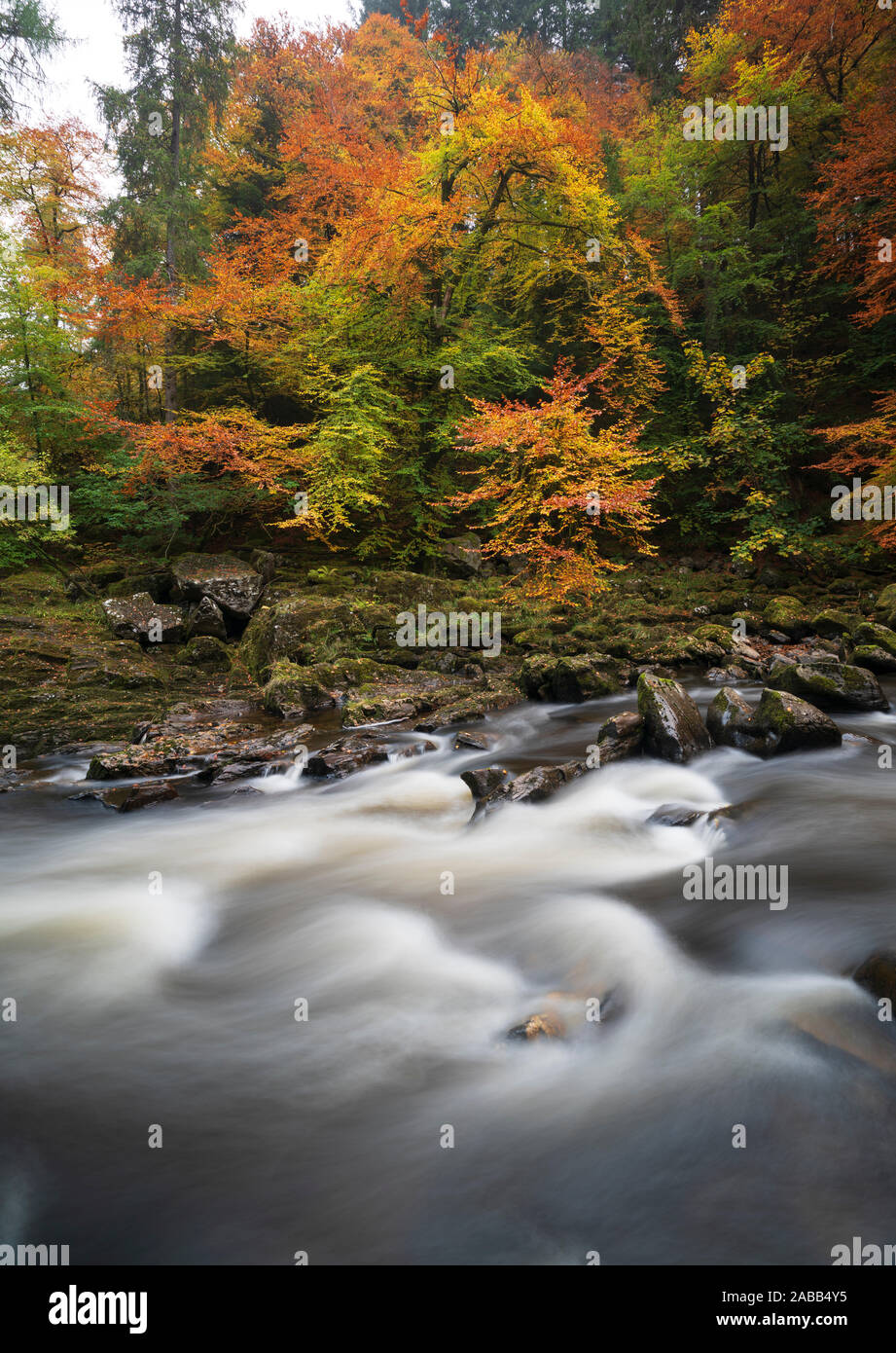 Espectaculares colores otoñales en Black Linn Falls en el Hermitage Un famoso lugar de belleza cerca de Dunkeld en Perthshire, Escocia Foto de stock