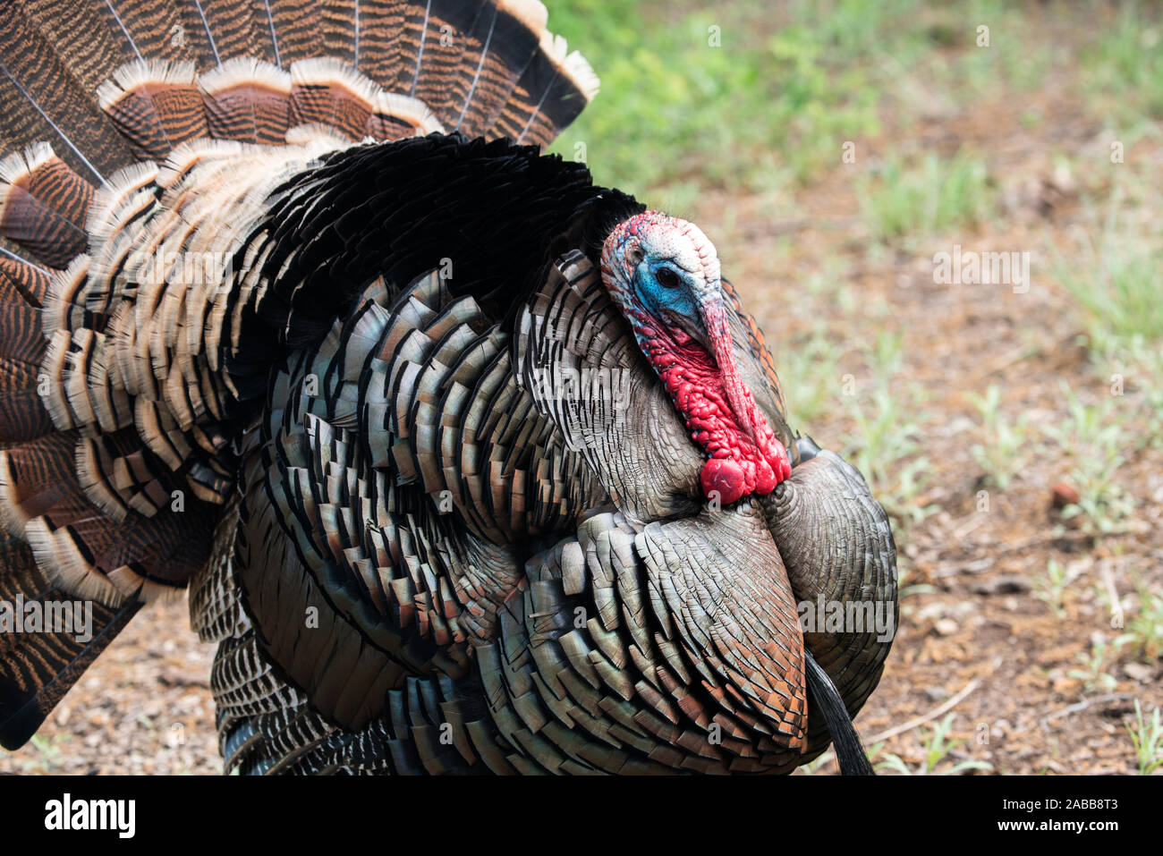 Rio Grande Wild Turkey Gobbler Strutting Fotos E Imagenes De Stock Alamy Rio Grande Wild Turkey Gobbler Strutting Fotos E Imagenes De Stock Alamy