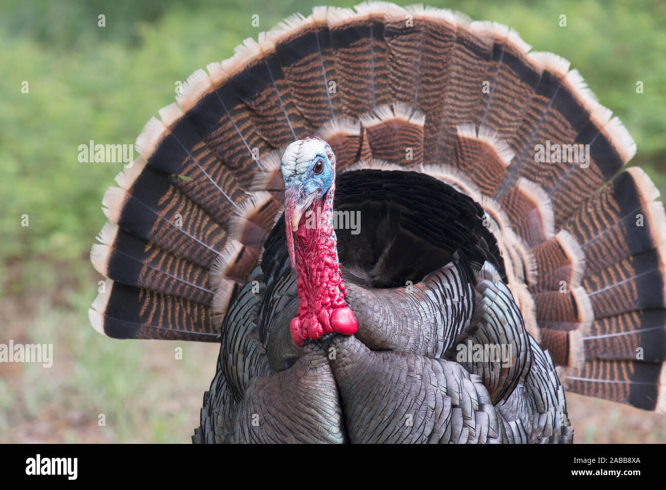 Rio Grande Wild Turkey Gobbler Strutting Fotos E Imagenes De Stock Alamy Rio Grande Wild Turkey Gobbler Strutting Fotos E Imagenes De Stock Alamy