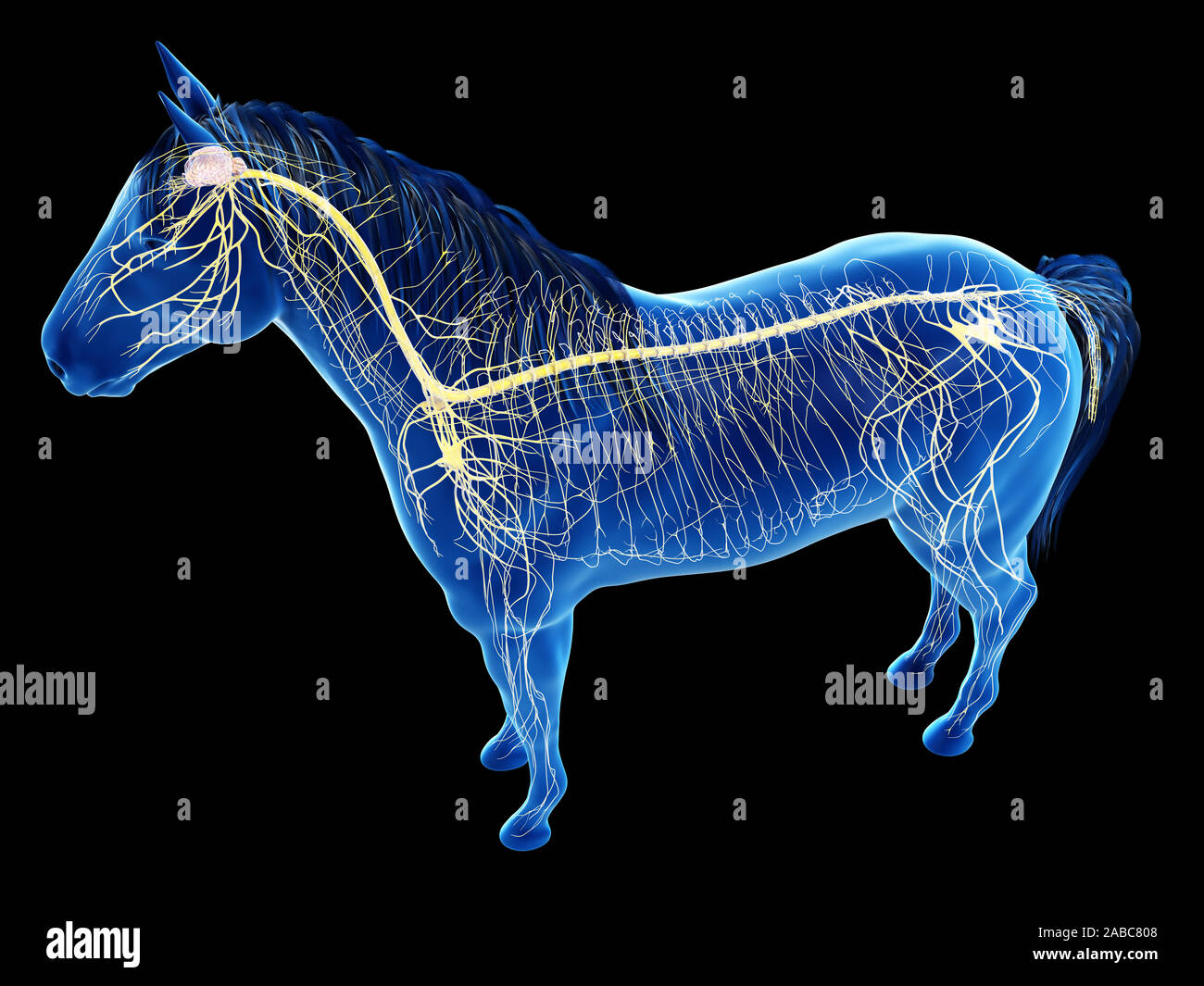 Anatomía 3D de la anatomía equina - el sistema nervioso Foto de stock