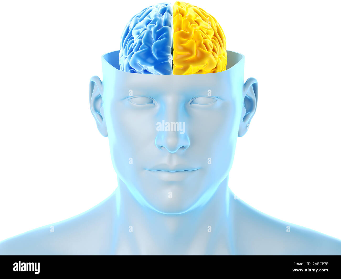 3D prestados ilustración médica exacta de los dos hemisferios cerebrales Foto de stock