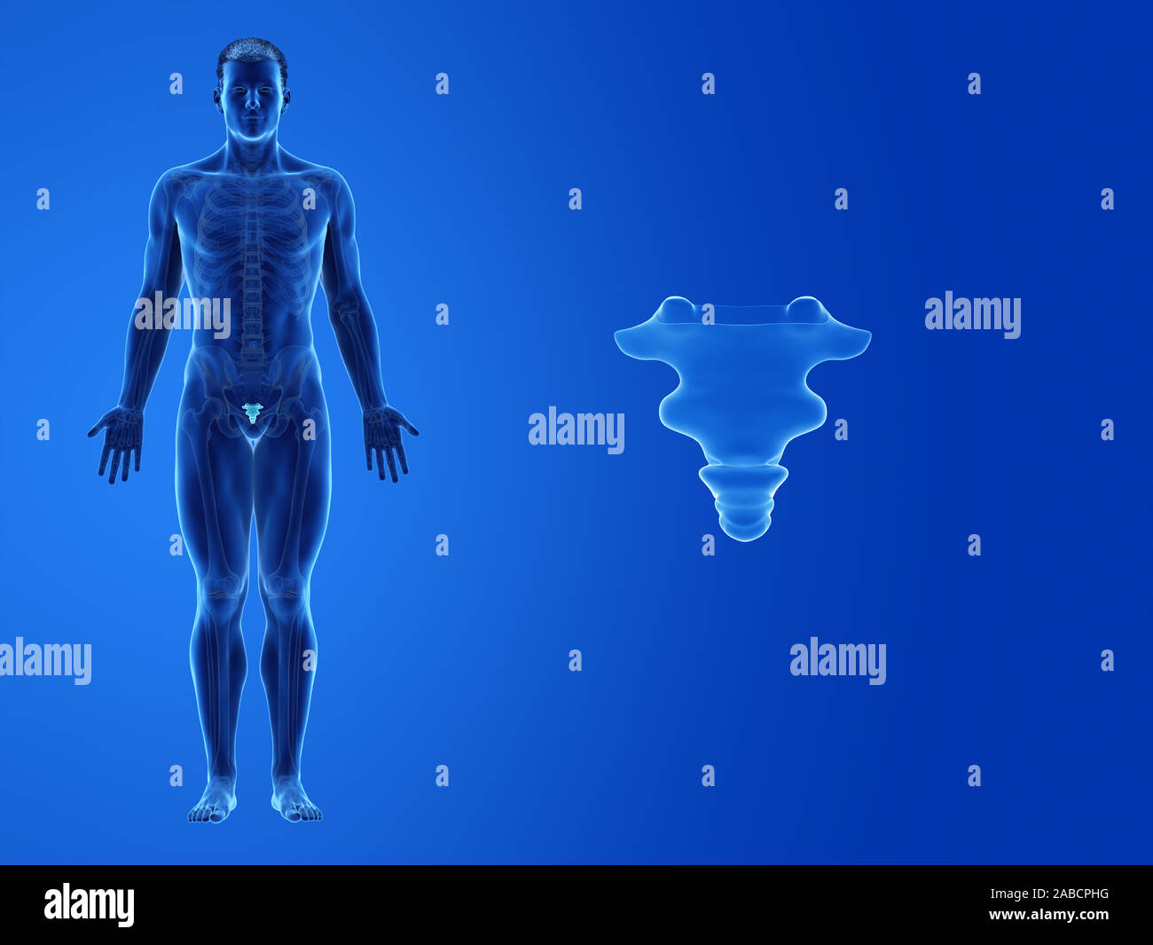 3D prestados ilustración médica precisa del cóccix humano Foto de stock