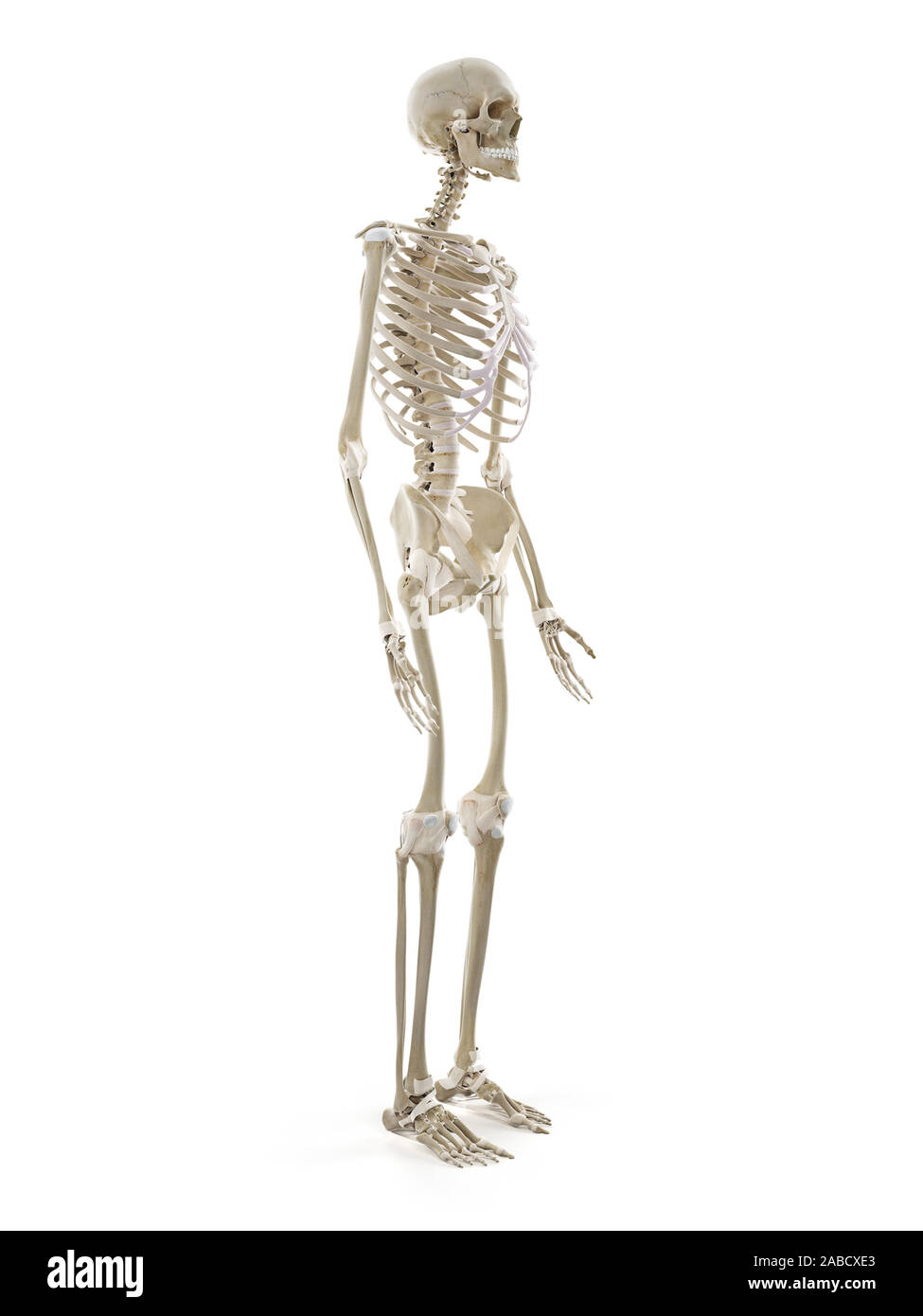3D prestados ilustración médica exacta del esqueleto humano Foto de stock