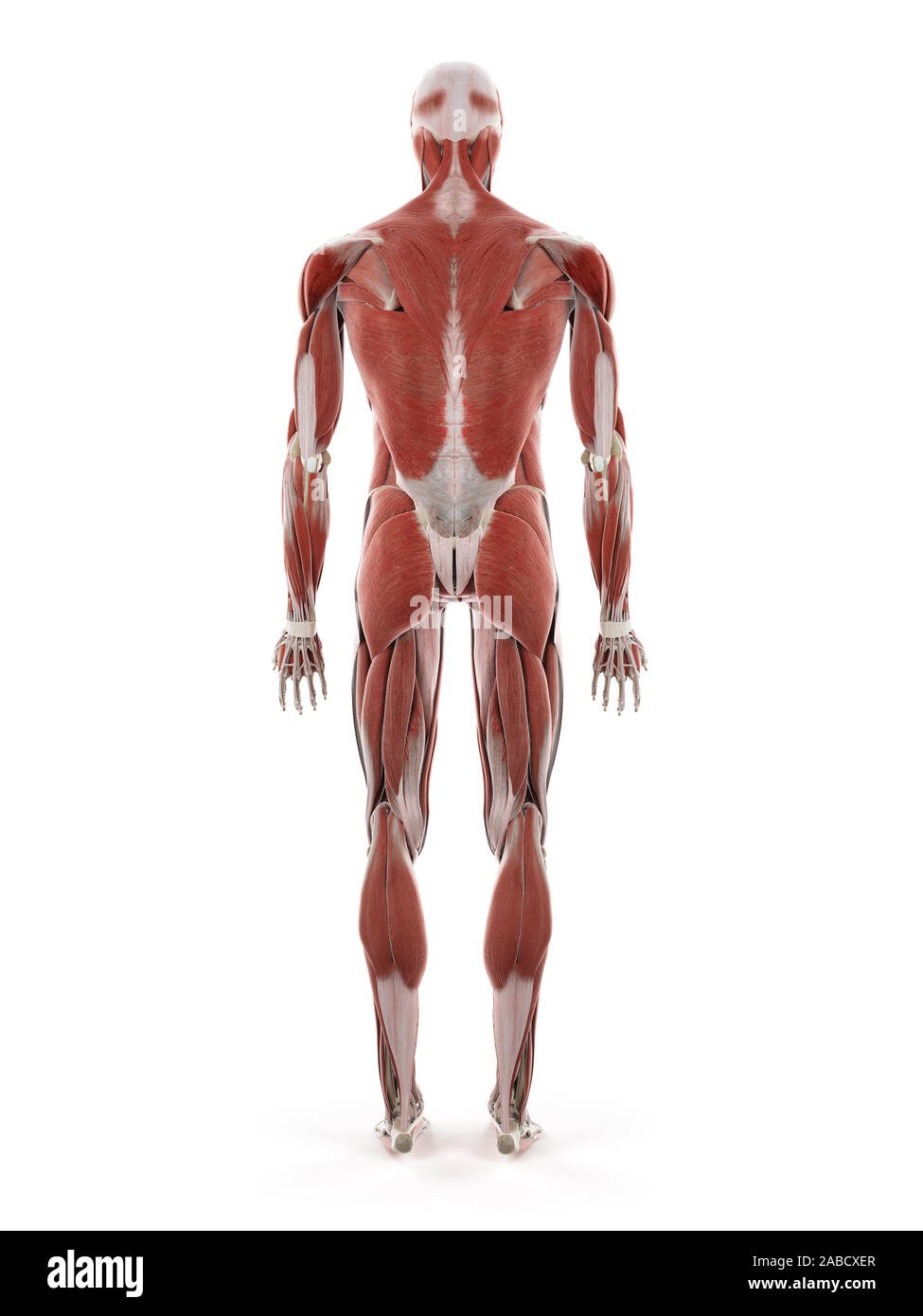 3D prestados ilustración médica precisa del sistema muscular humano Foto de stock