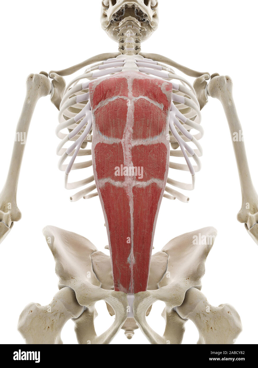 3D prestados ilustración médica precisa del rectus abdominis Foto de stock