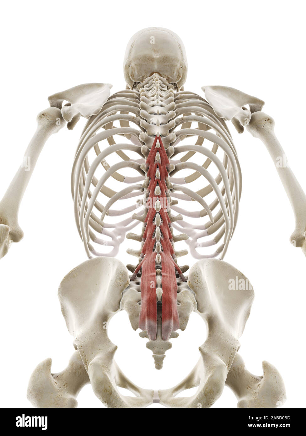 3D prestados ilustración médica precisa del multifidus Foto de stock