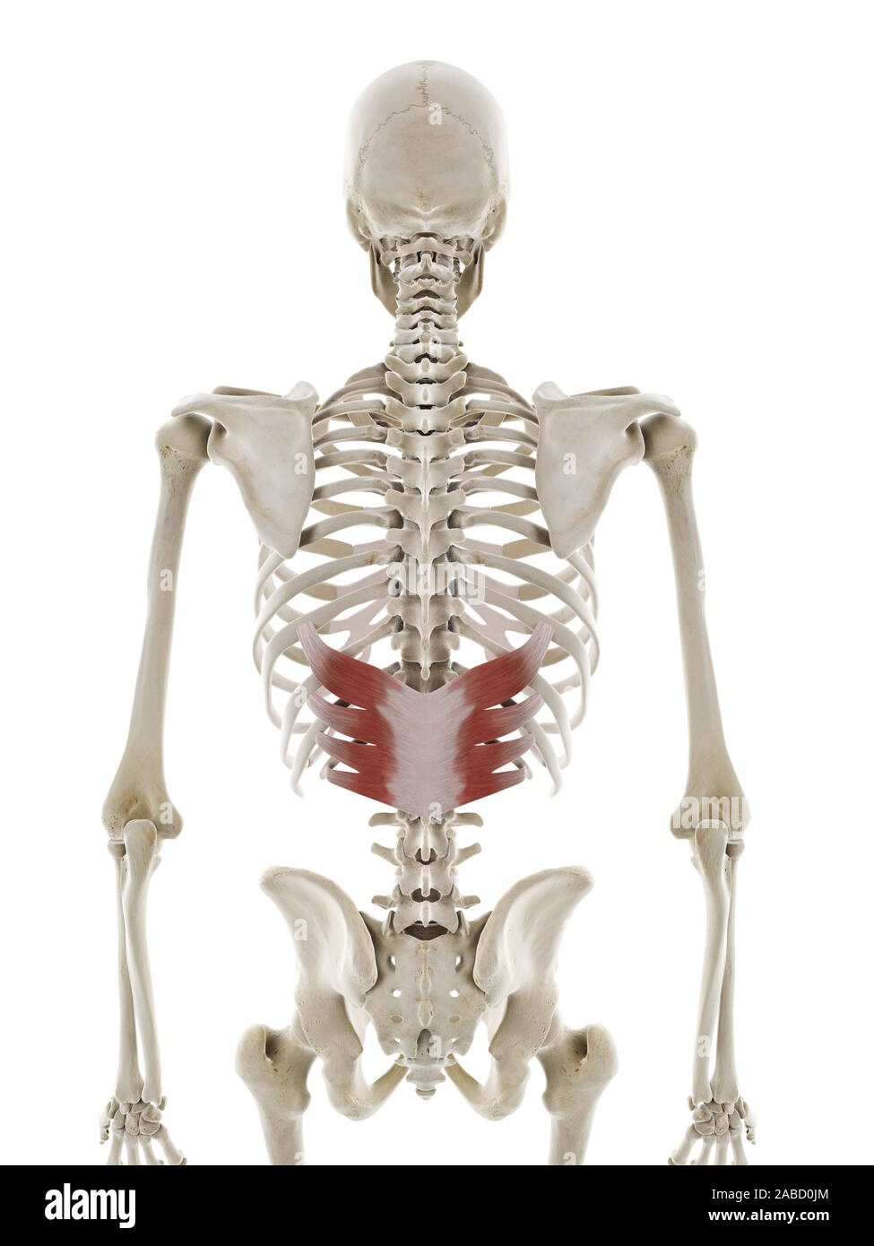 3D prestados ilustración médica precisa del serrato posterior inferior Foto de stock