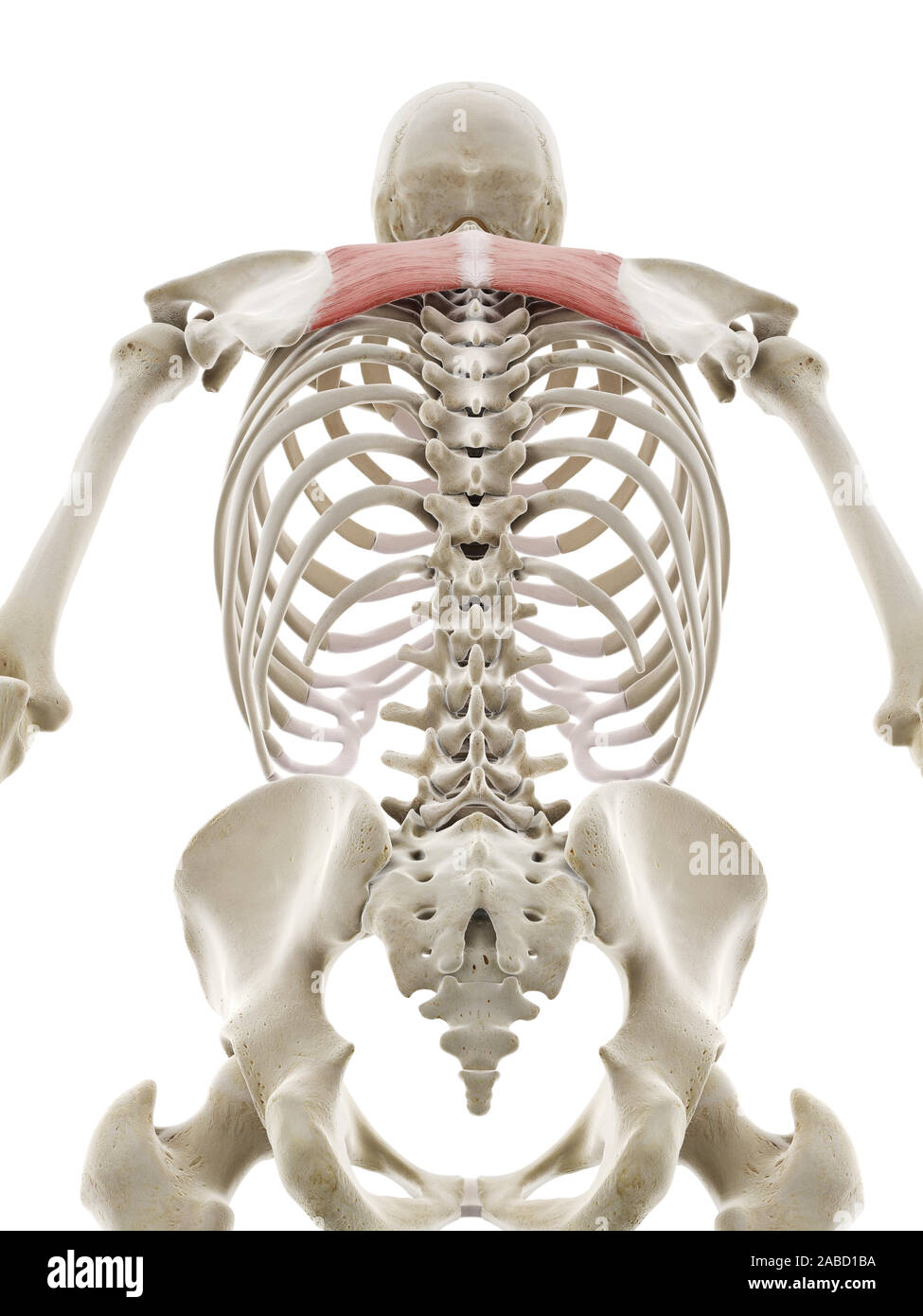 3D prestados ilustración médica precisa del romboides principales Foto de stock