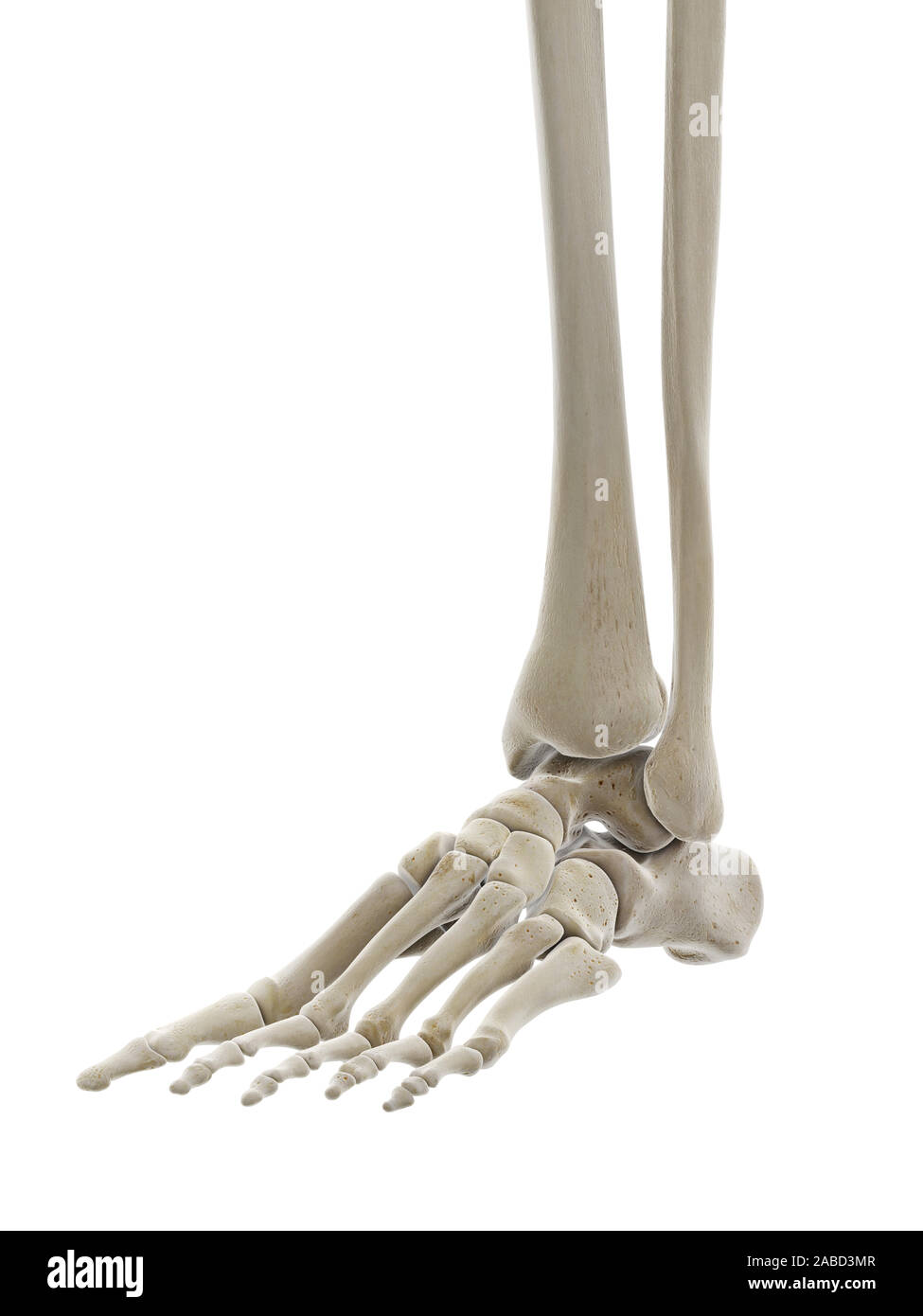 3D prestados ilustración médica exacta de los huesos del pie Foto de stock