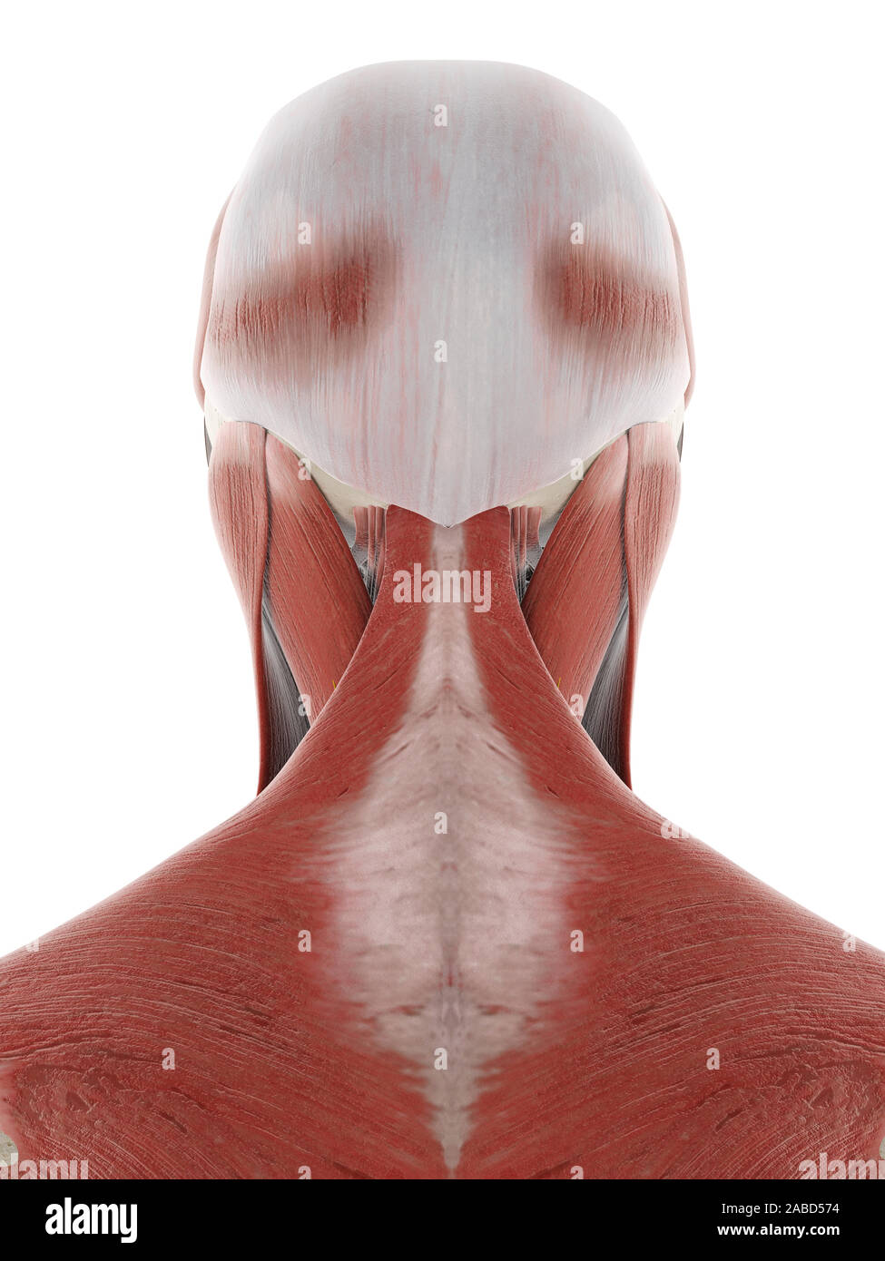 3D prestados ilustración médica exacta de los nervios y músculos de la cabeza Foto de stock