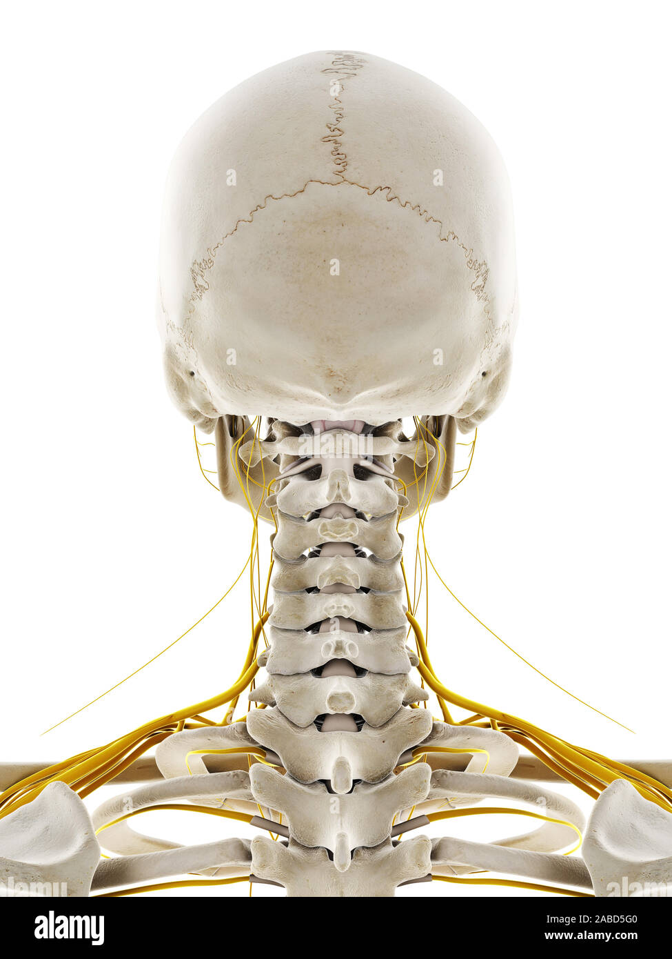 3D prestados ilustración médica exacta de los nervios de la cabeza Foto de stock