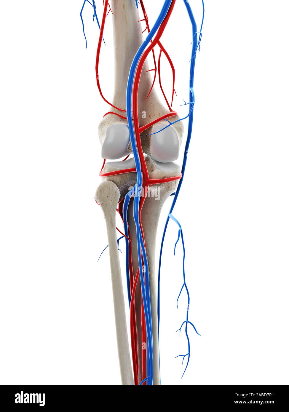 3D prestados ilustración médica exacta de los vasos sanguíneos de la rodilla Foto de stock