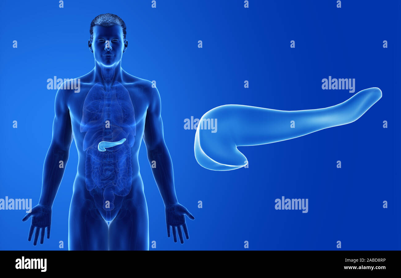 3D prestados ilustración médica precisa del páncreas macho Foto de stock