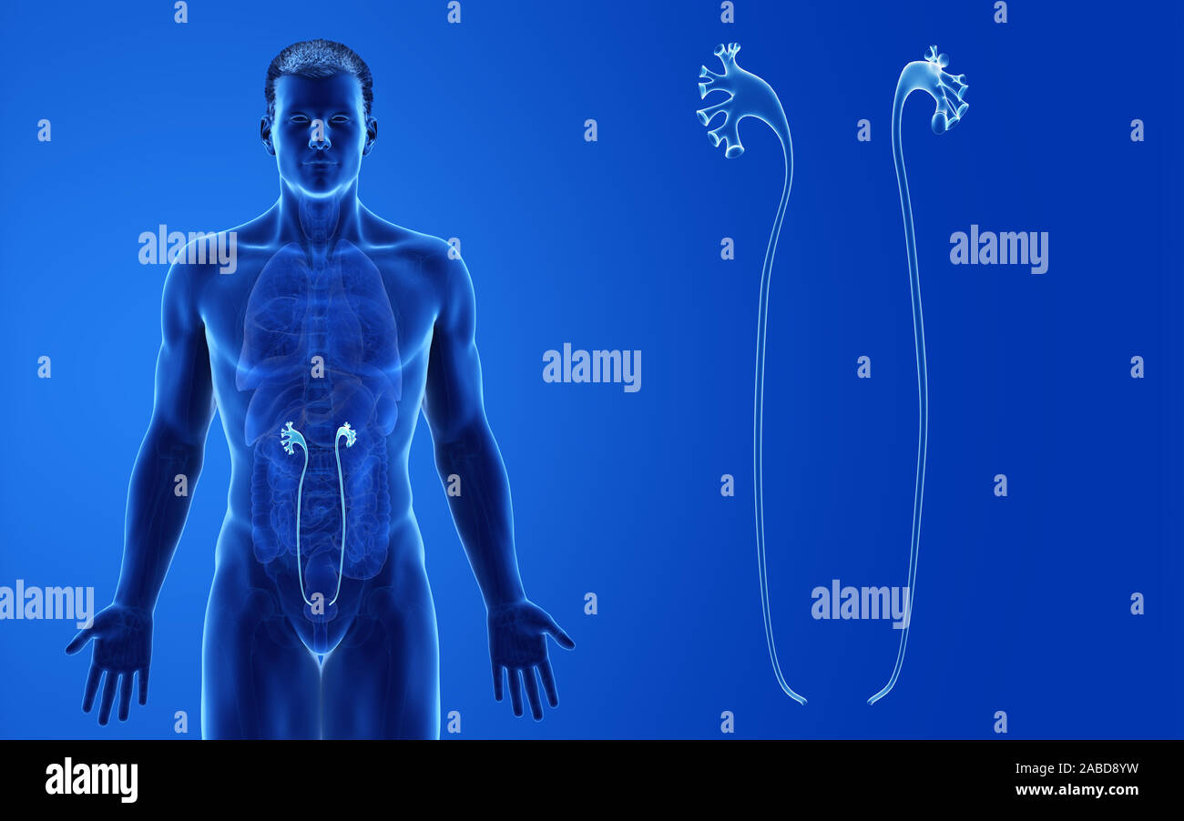 3D prestados ilustración médica exacta de los uréteres macho Foto de stock