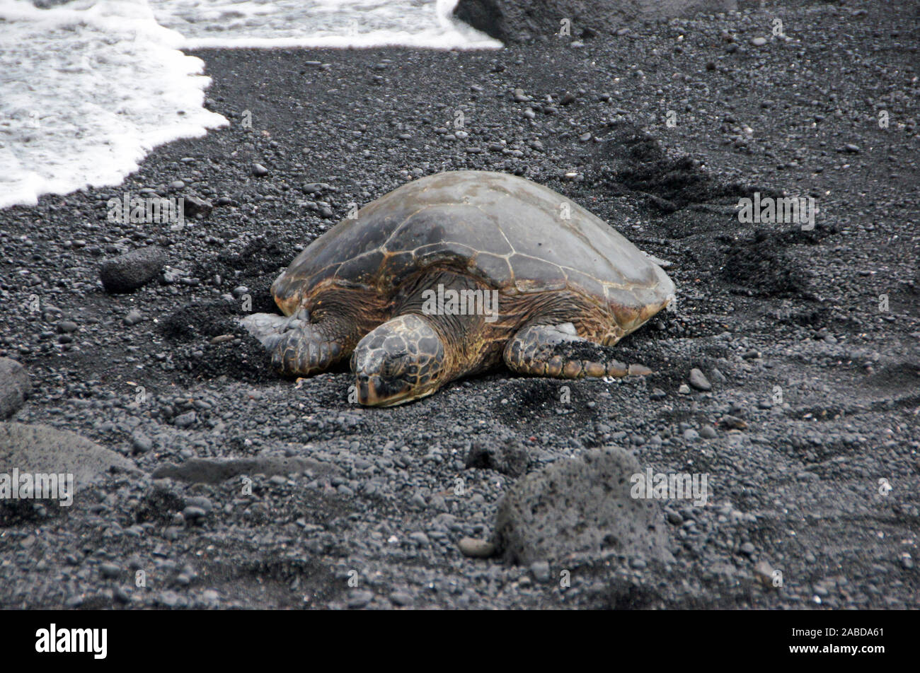 Die Meeresschildkröten (Cheloniidae) stellen im Sinne engeren eine Familie innerhalb der Schildkröten dar. Foto de stock