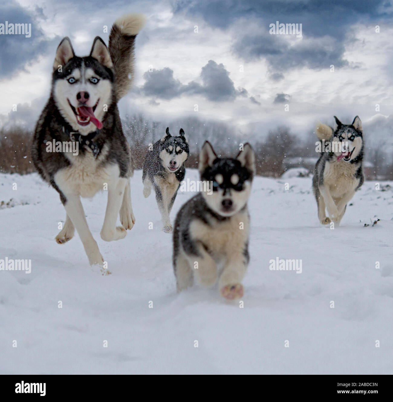 Husky jugando en la nieve fotografías e imágenes de alta resolución - Alamy