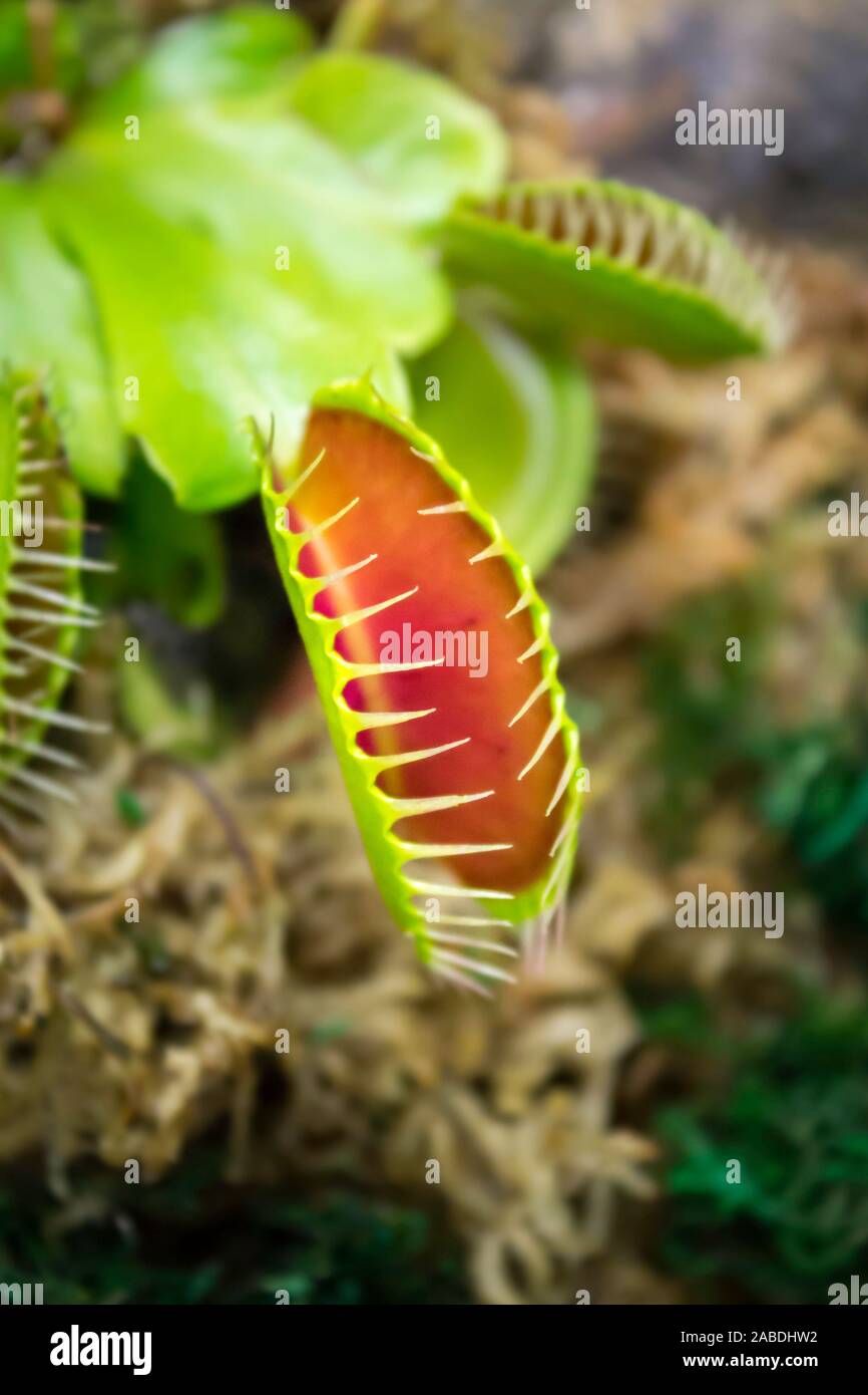 Mosquero,Dionaea muscipula,Venus atrapamoscas, planta carnívora. Foto de stock