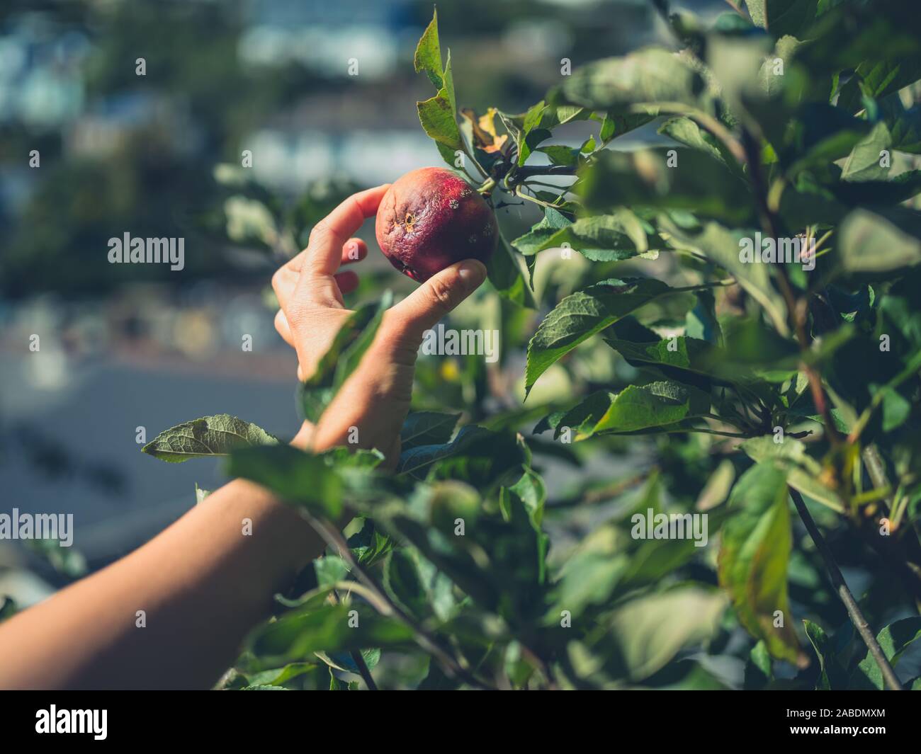 Primer plano de la mano de una joven mujer recogiendo manzanas en tu jardín Foto de stock