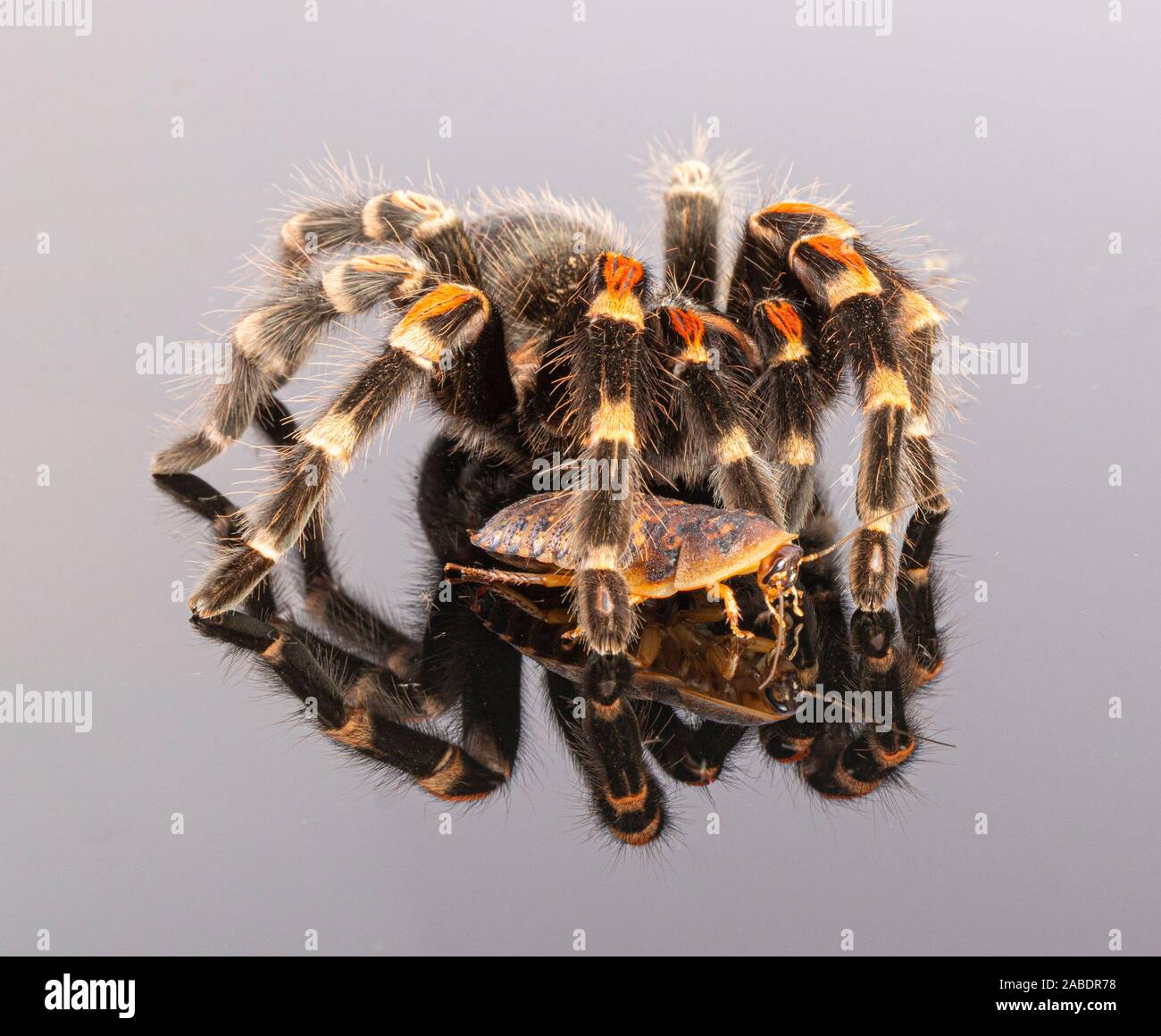 Araña tarántula Foto de stock