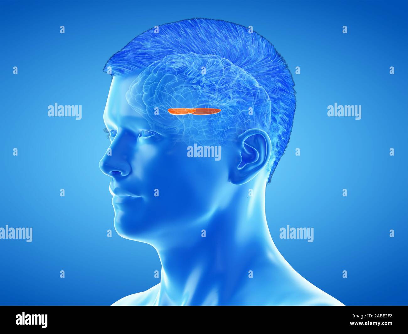 3D prestados ilustración médica precisa de la anatomía del cerebro - el Globus padillus medial Foto de stock