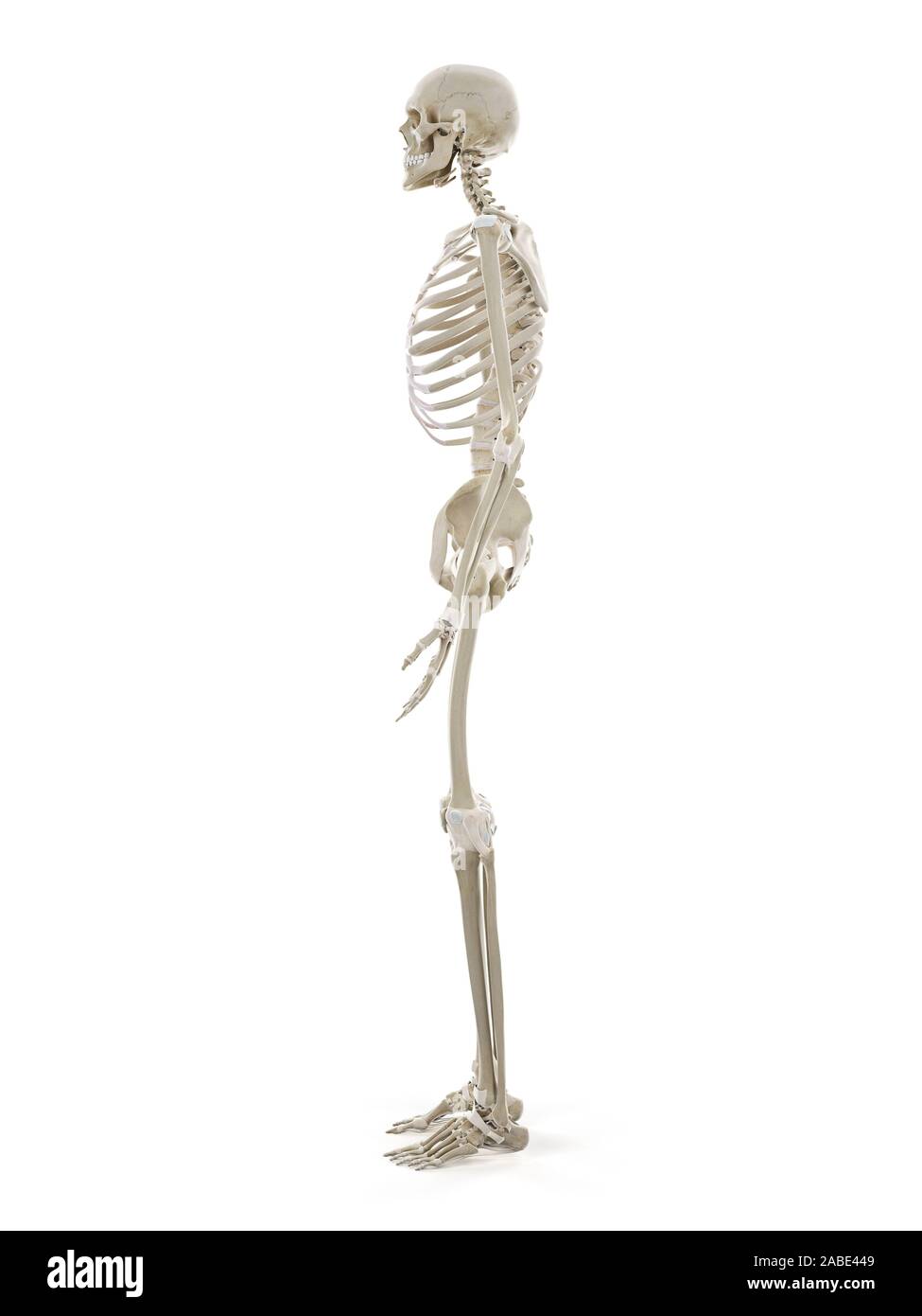 3D prestados ilustración médica exacta del esqueleto humano Foto de stock