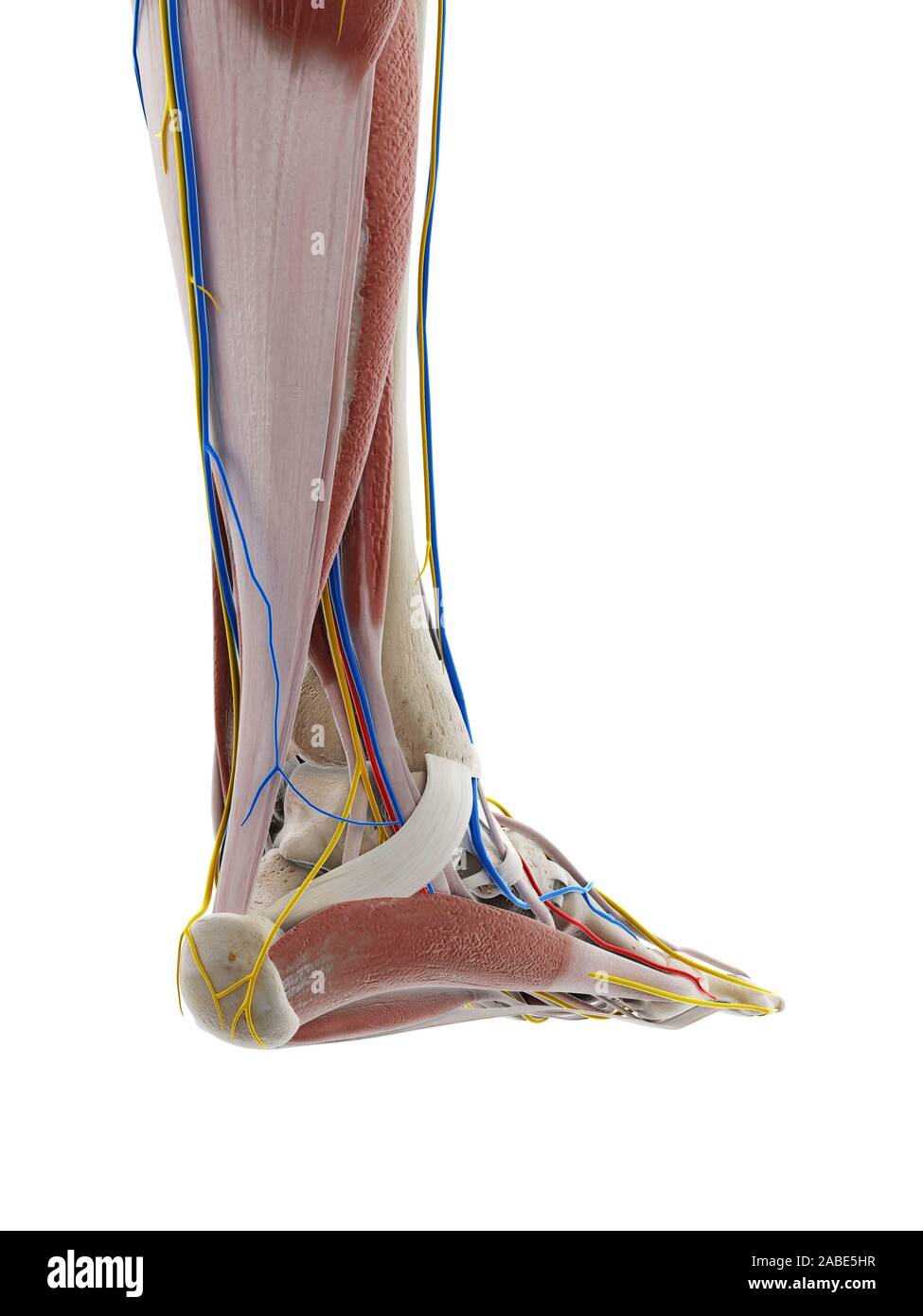 3D prestados ilustración médica precisa de la anatomía del pie Foto de stock