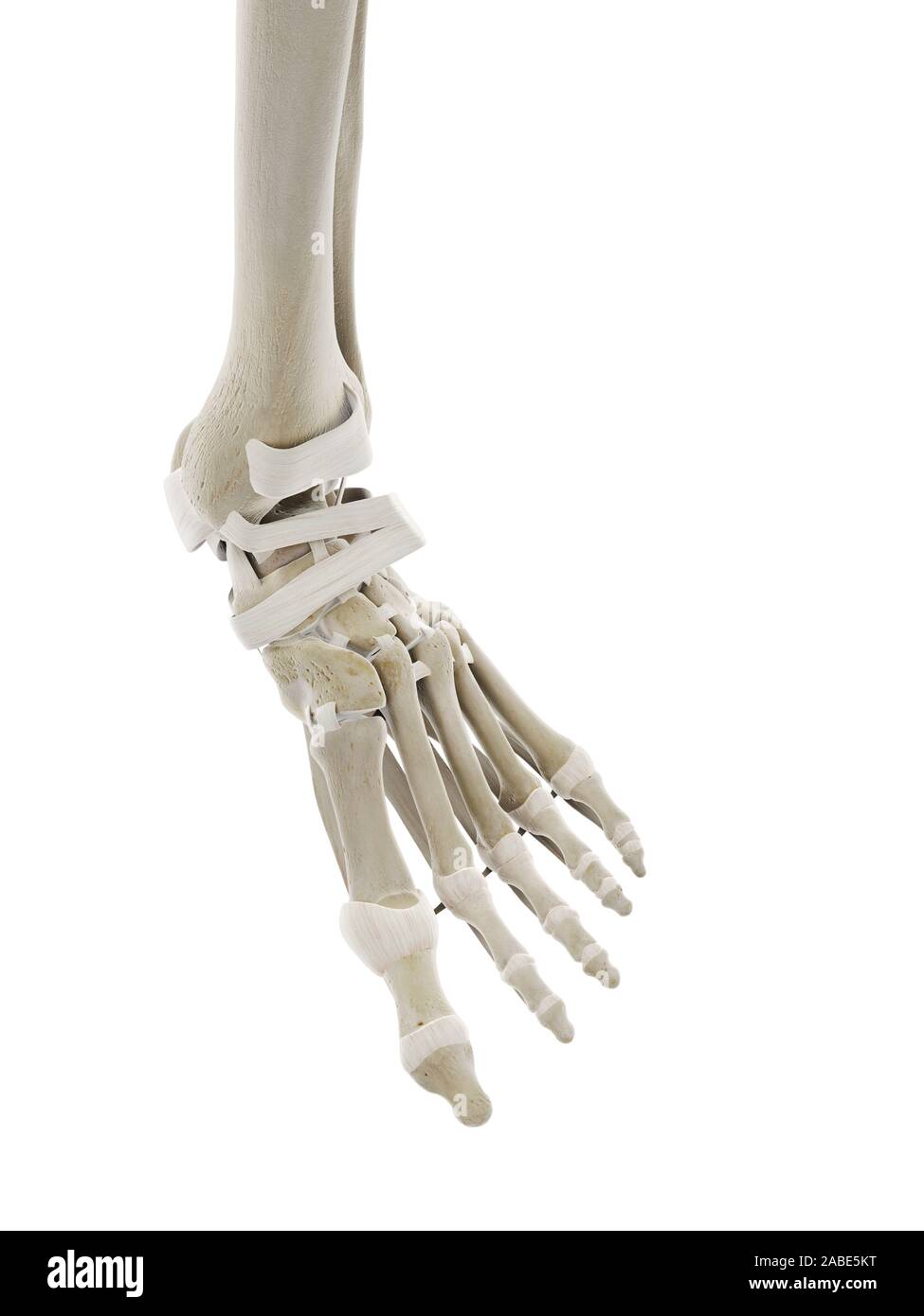 3D prestados ilustración médica exacta de los ligamentos del pie Foto de stock
