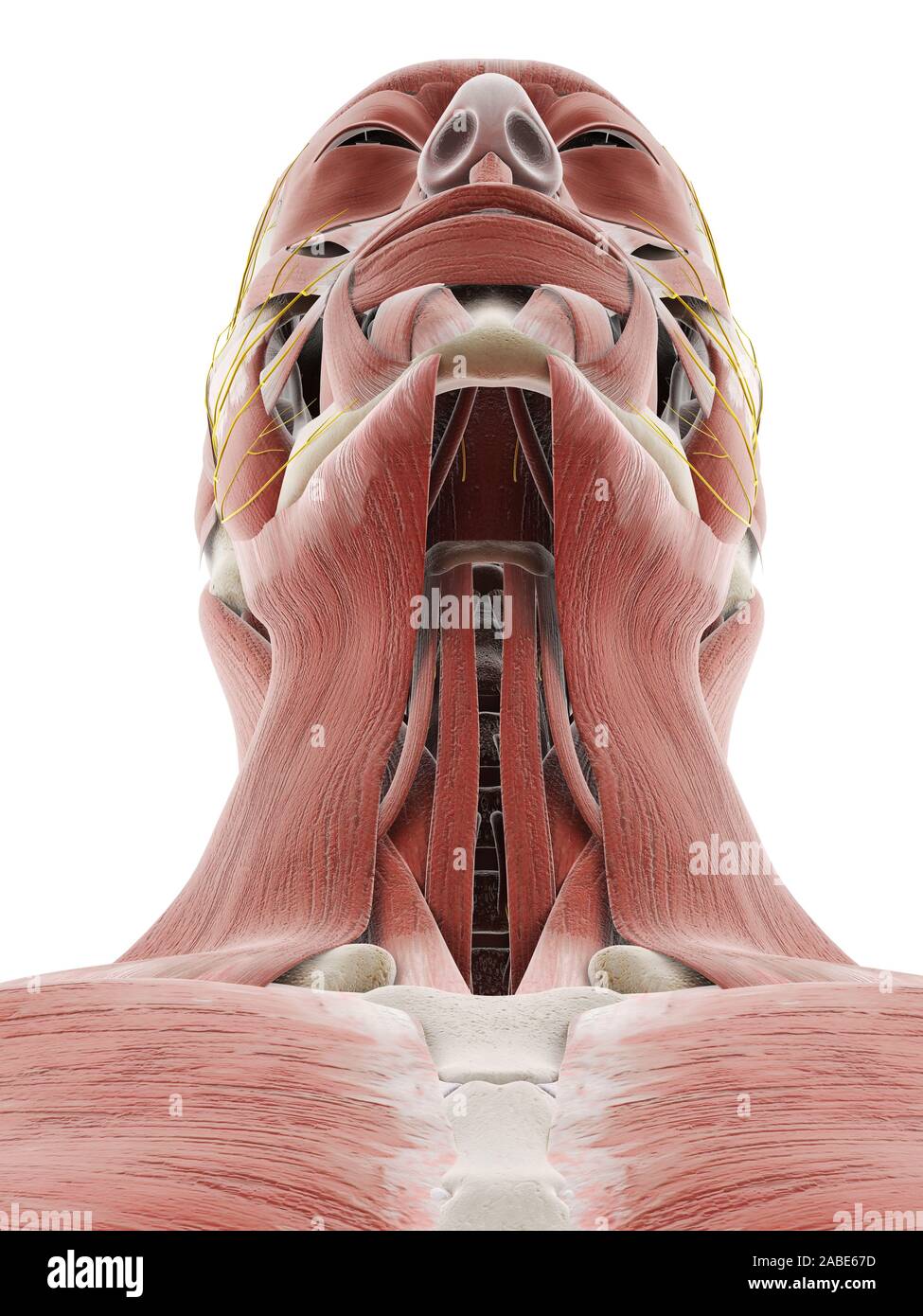 3D prestados ilustración médica exacta de los nervios y músculos de la cabeza Foto de stock