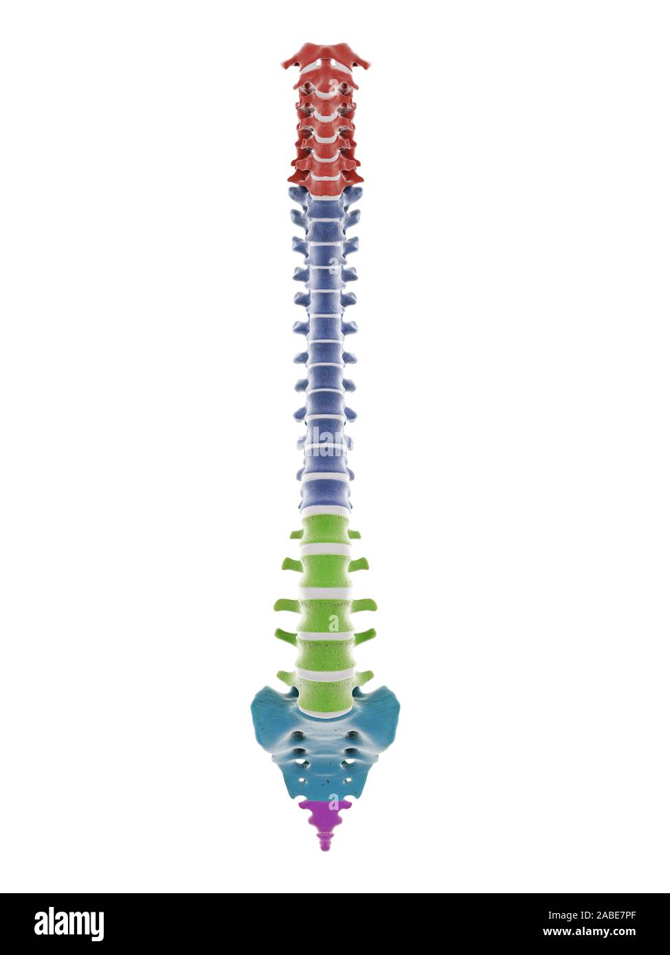 3D prestados ilustración médica exacta de los segmentos de la columna vertebral humana Foto de stock