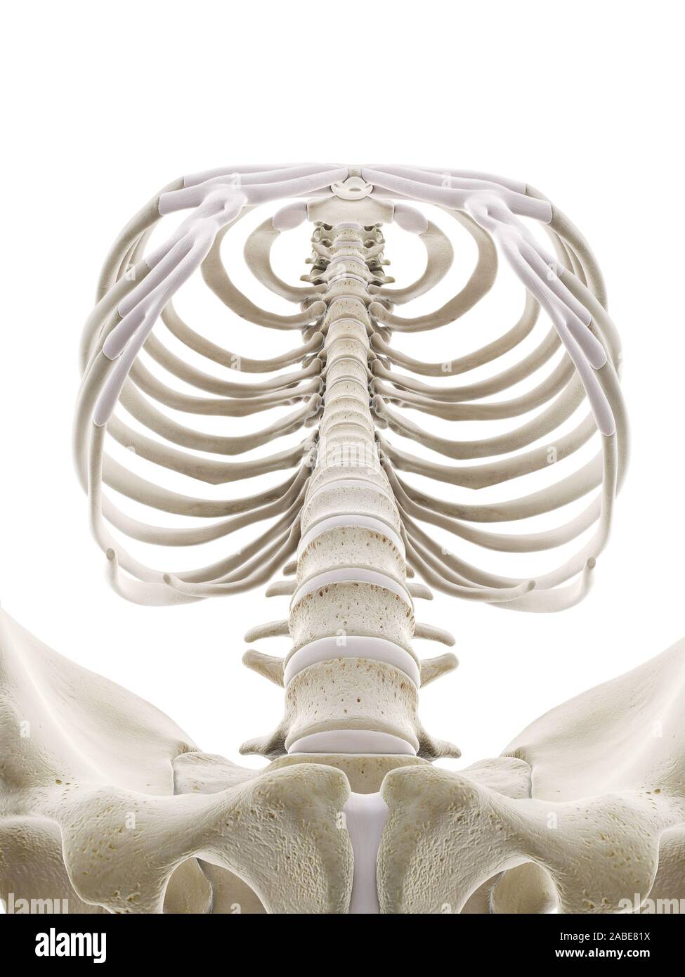 3D prestados ilustración médica precisa del tórax humano Foto de stock